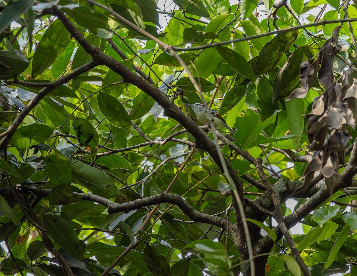 Rusty-winged Antwren - ML643962238