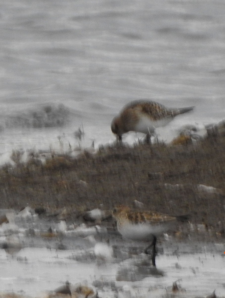 Baird's Sandpiper - ML643962253