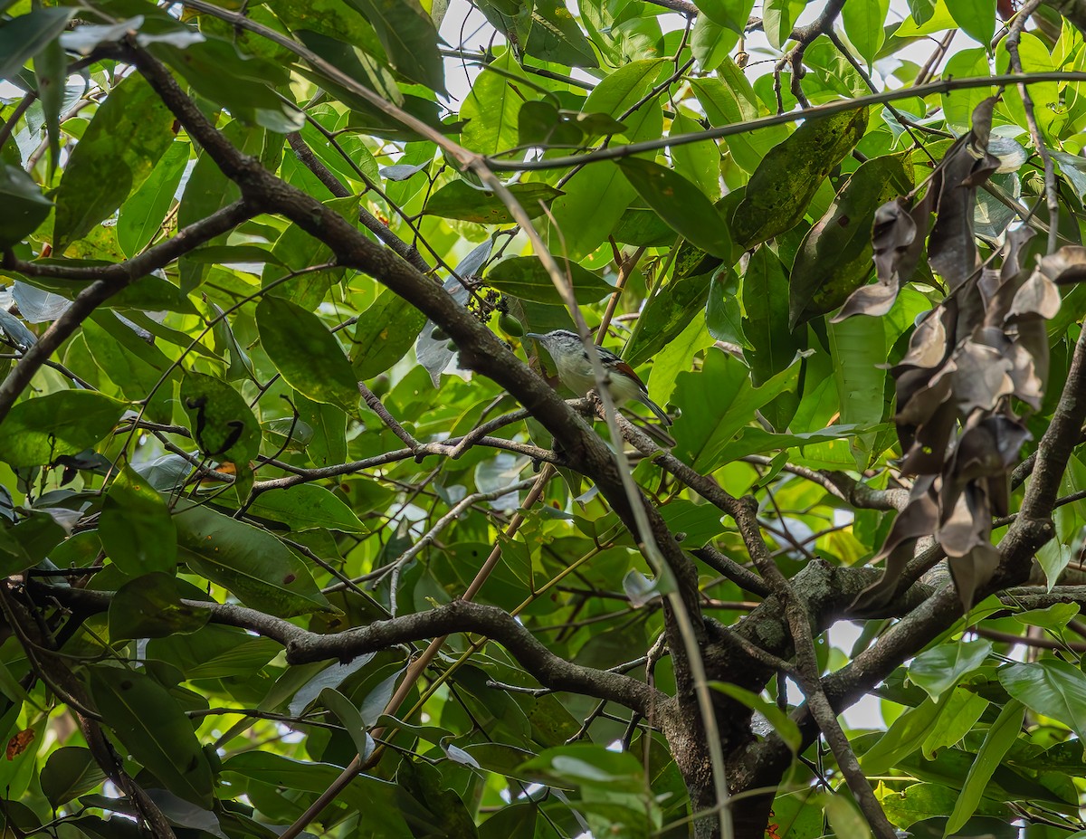 Rusty-winged Antwren - ML643962261