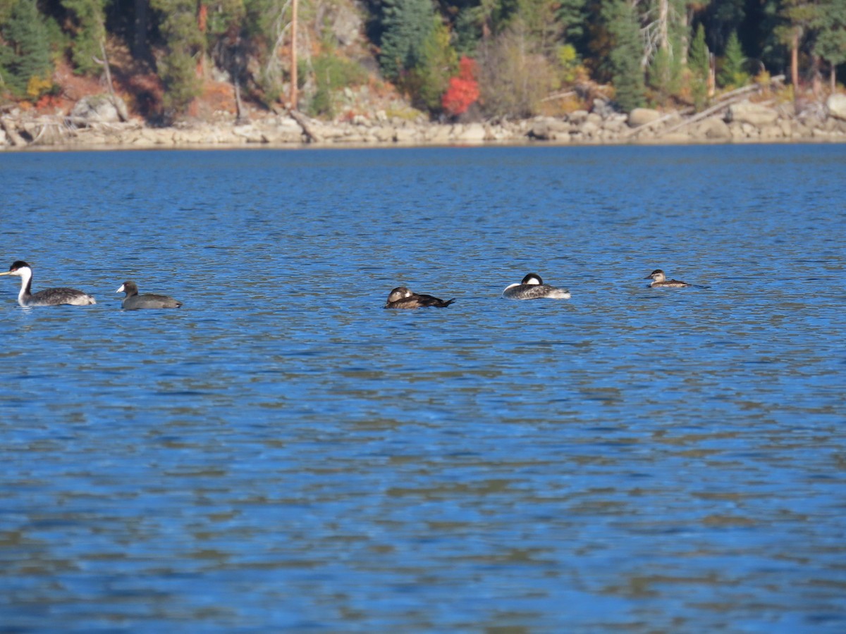 Ahatebeltz kopetazuria - ML643962278