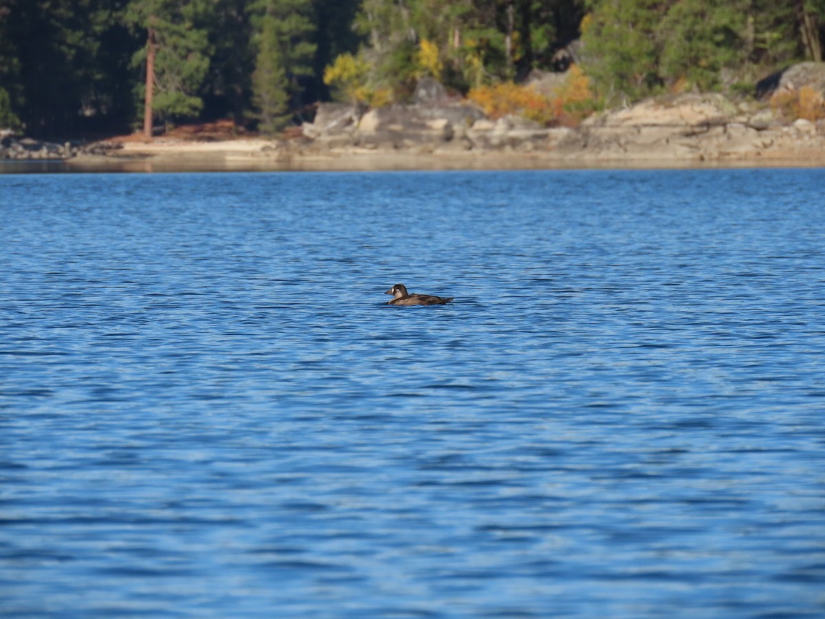 Ahatebeltz kopetazuria - ML643962280