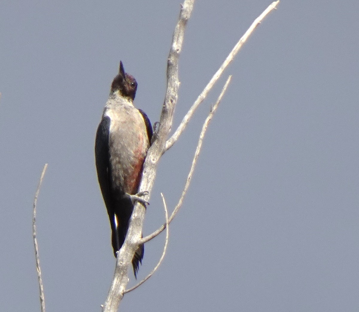 Lewis's Woodpecker - ML643962285