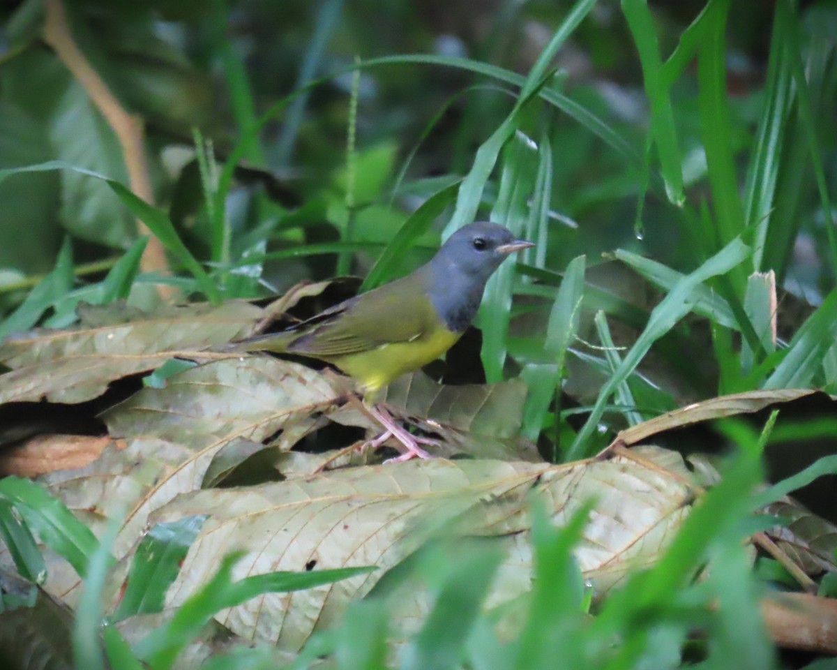Mourning Warbler - ML643962294