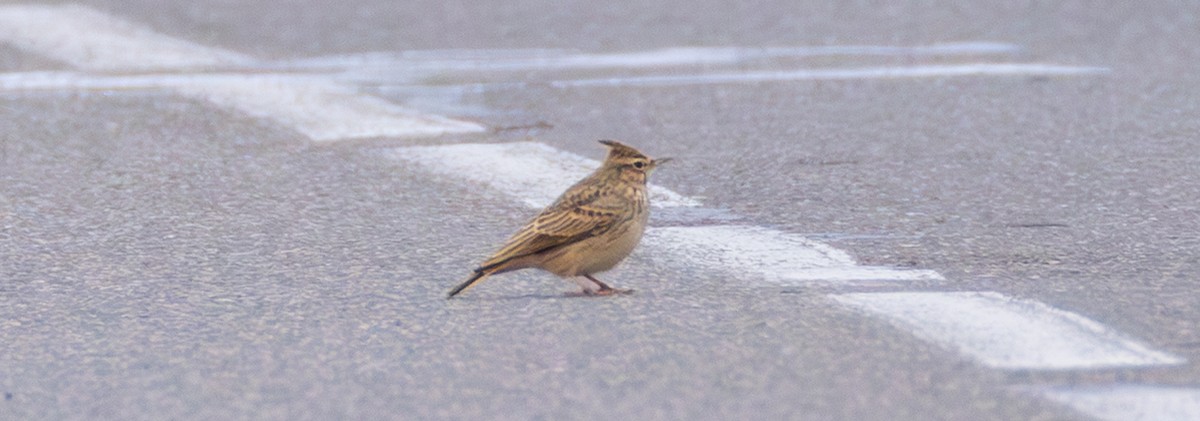 Crested Lark (Crested) - ML643962304