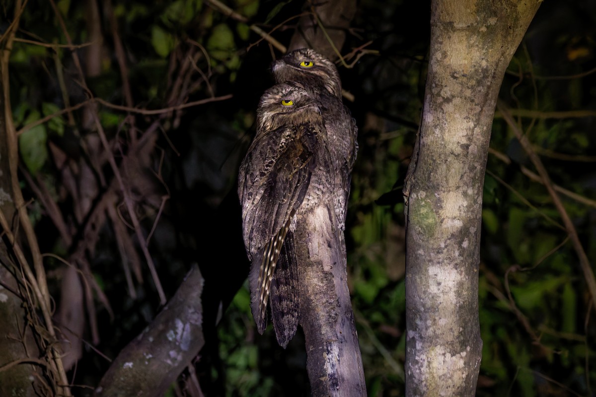 Common Potoo - ML643962321