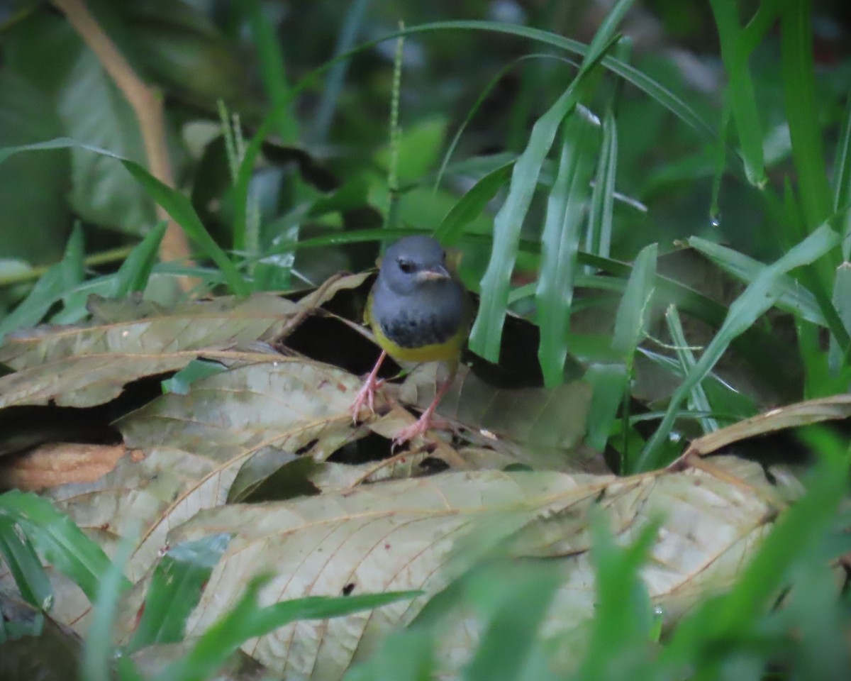 Mourning Warbler - ML643962322