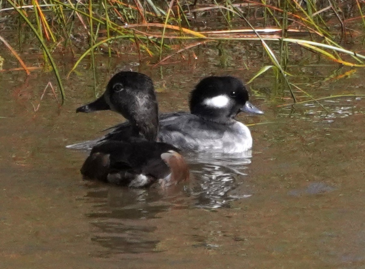 Bufflehead - ML643962393