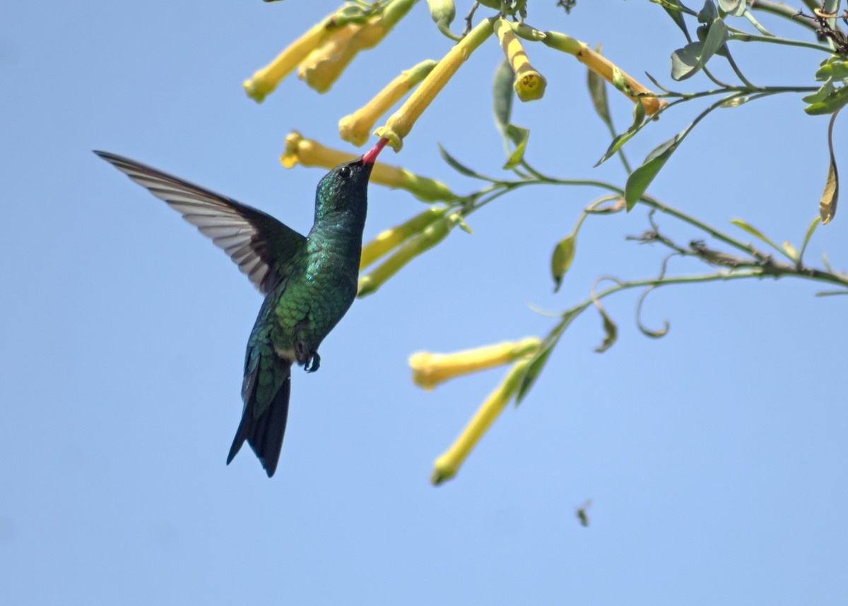Glittering-bellied Emerald - ML643962402