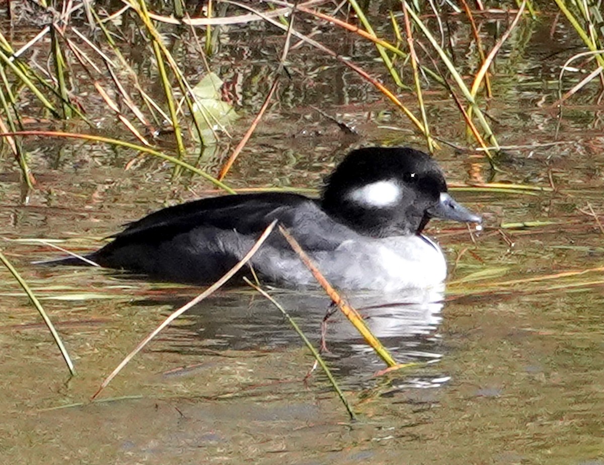 Bufflehead - ML643962408