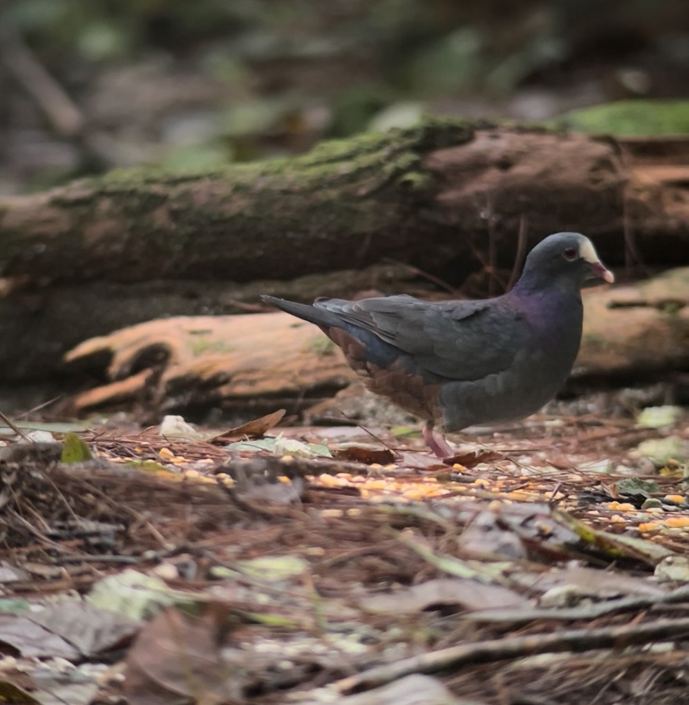 White-fronted Quail-Dove - ML643962413