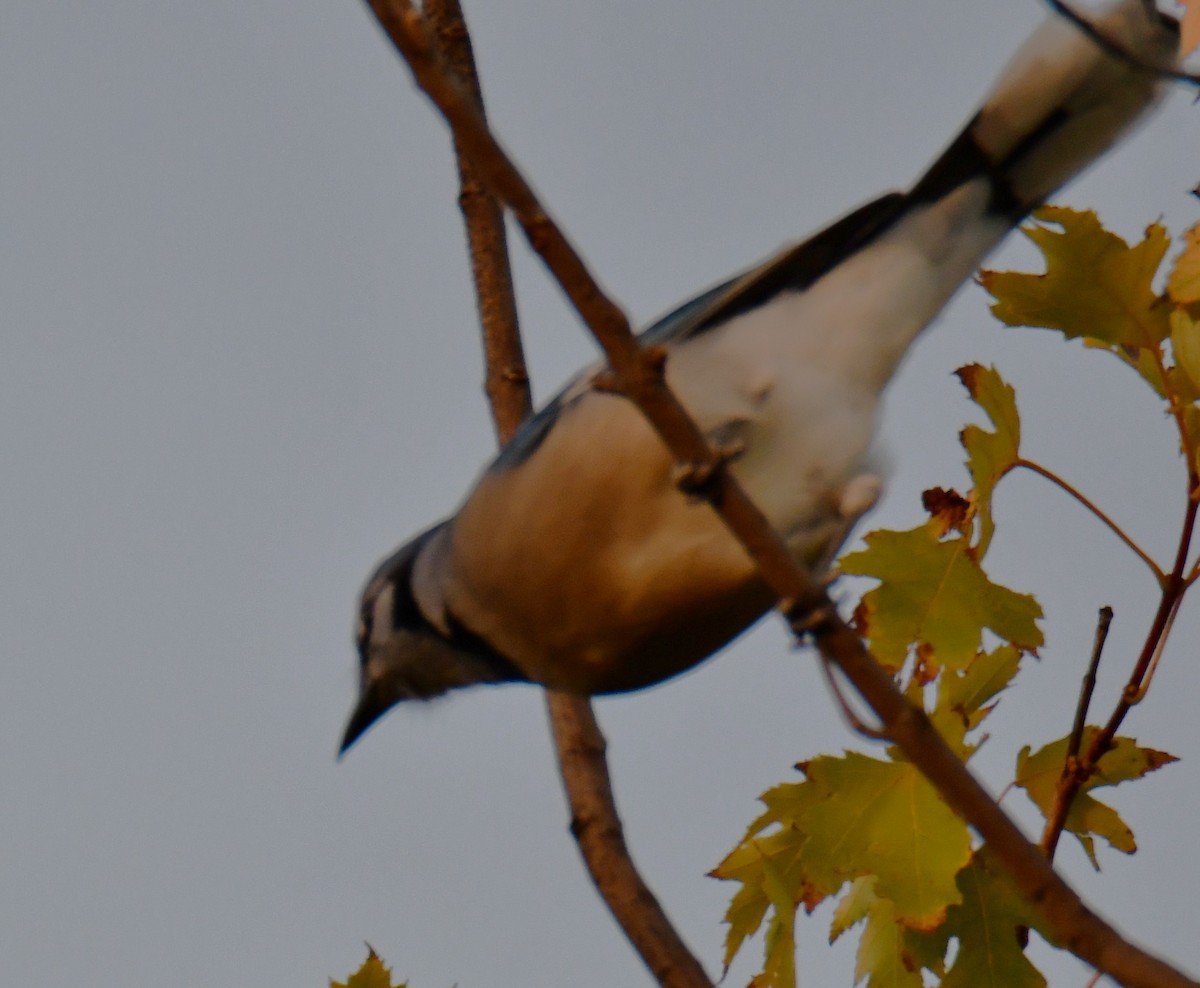 Blue Jay - ML643962416