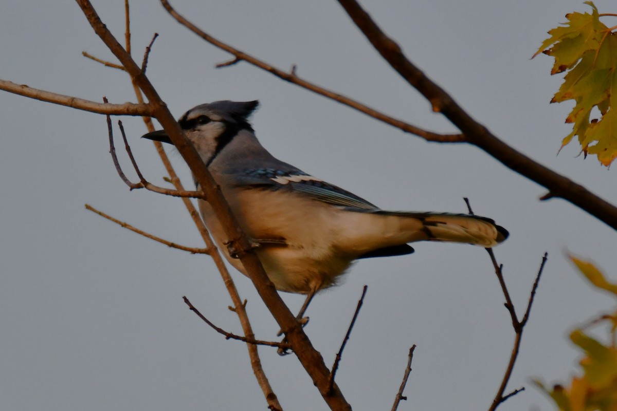 Blue Jay - ML643962417