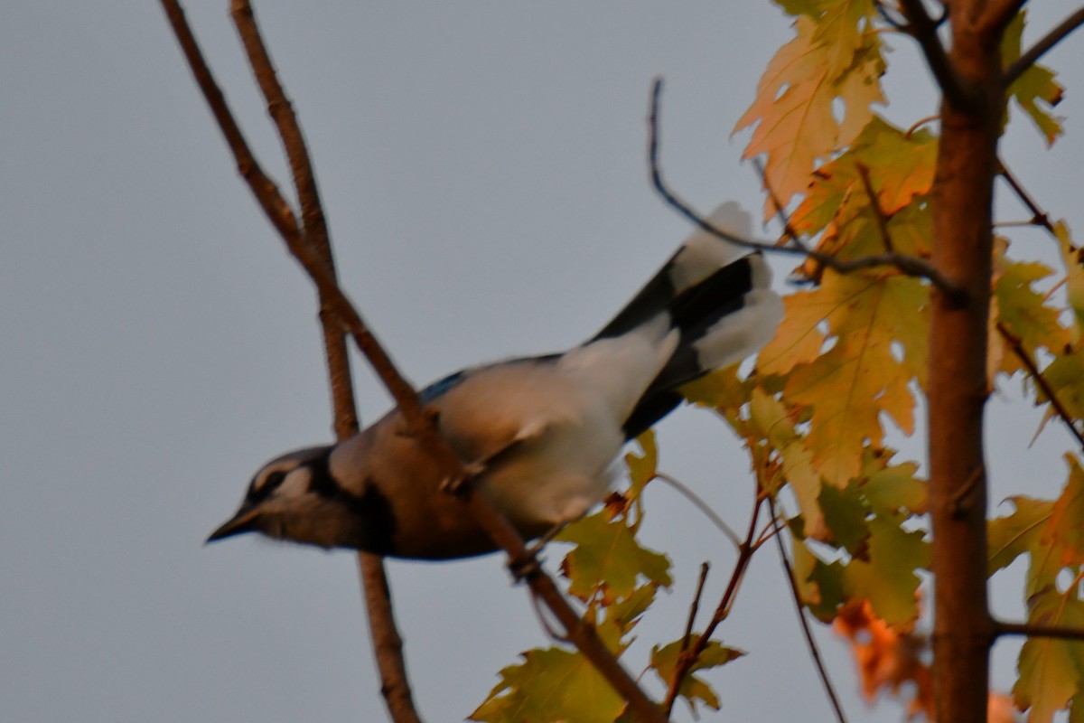 Blue Jay - ML643962418
