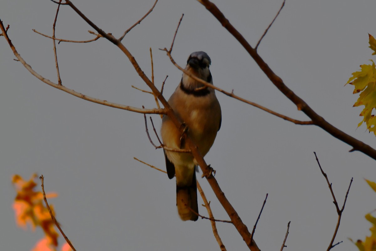 Blue Jay - ML643962419