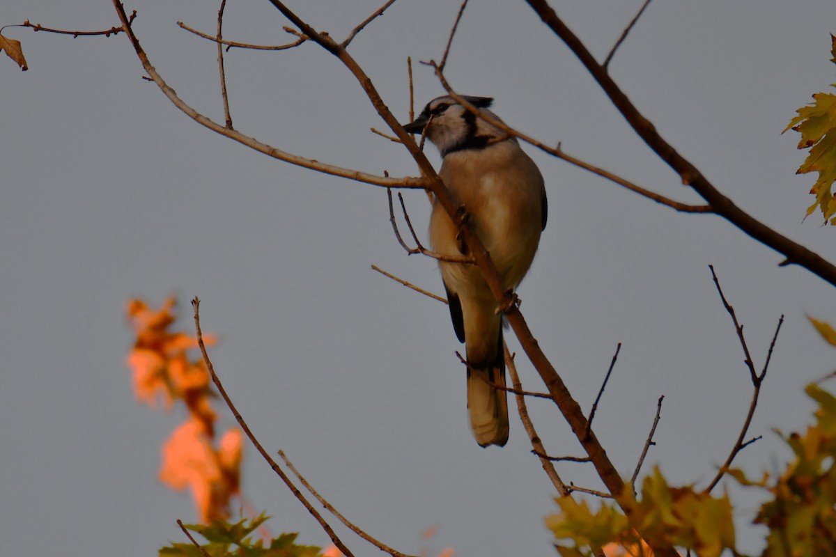 Blue Jay - ML643962420