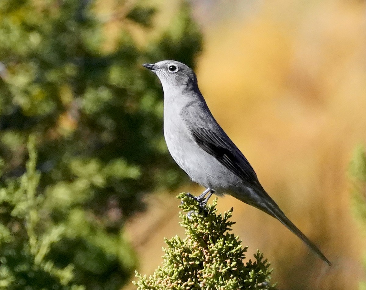 Townsend's Solitaire - ML643962429