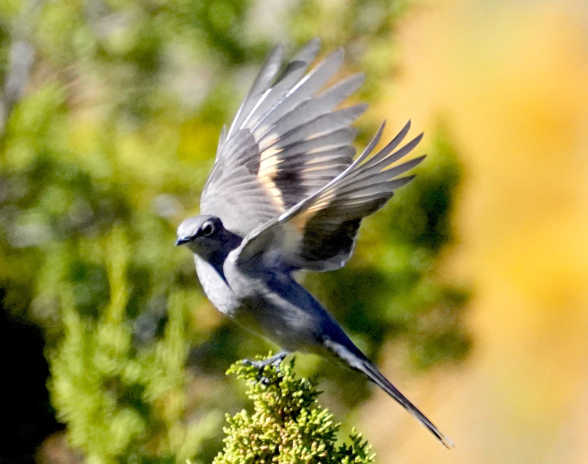Townsend's Solitaire - ML643962433