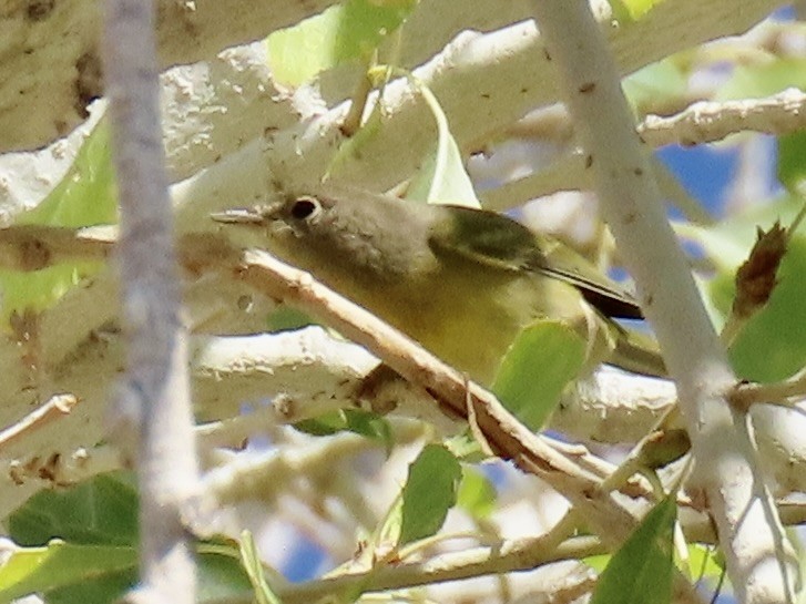 Nashville Warbler - ML643962434