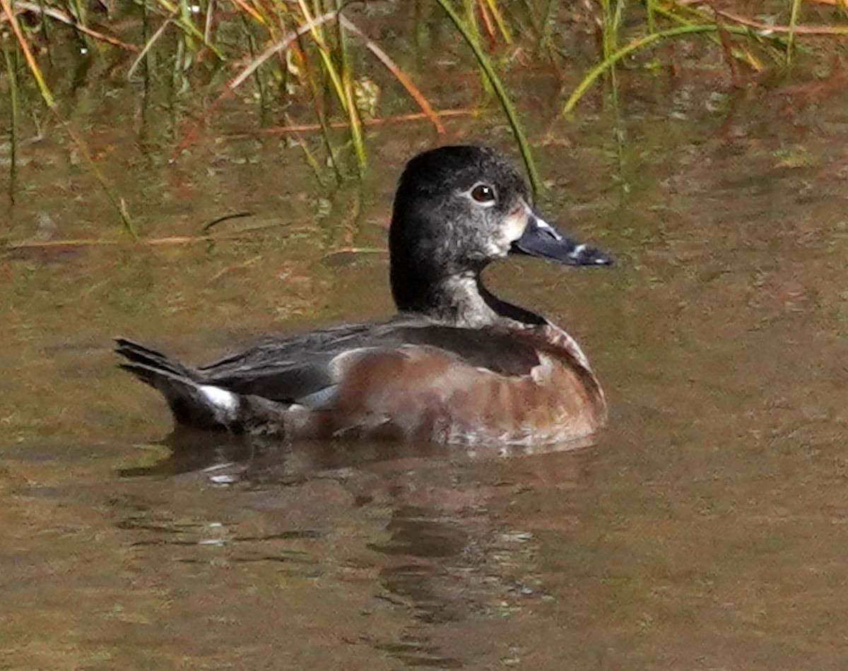 Ring-necked Duck - ML643962447