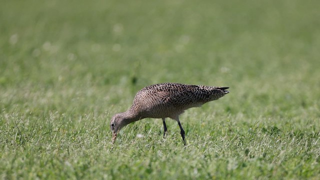 Marbled Godwit - ML643962463