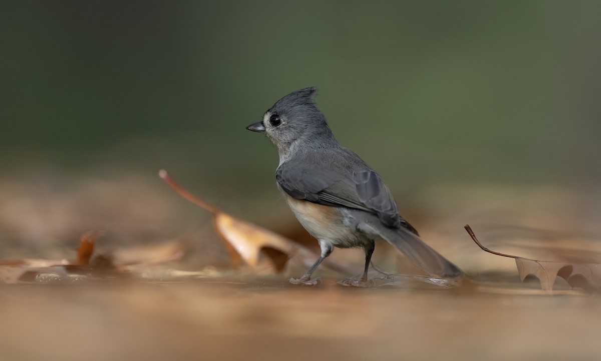 Ak Tepeli Baştankara - ML643962468