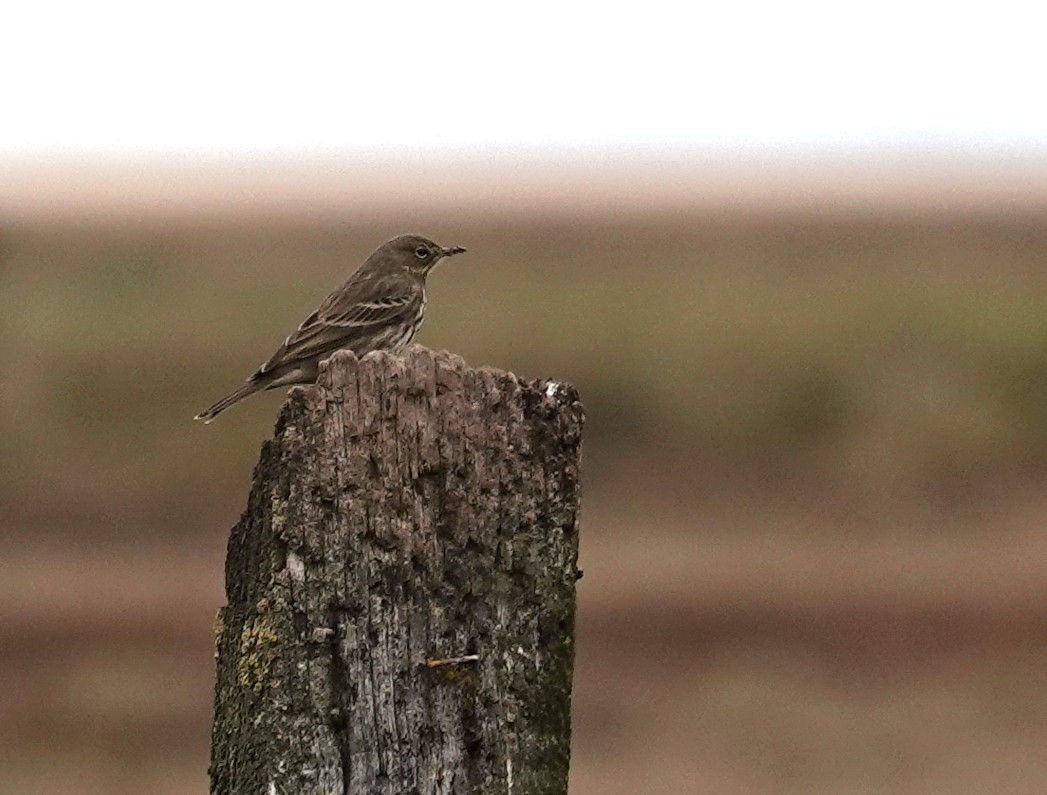 Rock Pipit - ML643962471