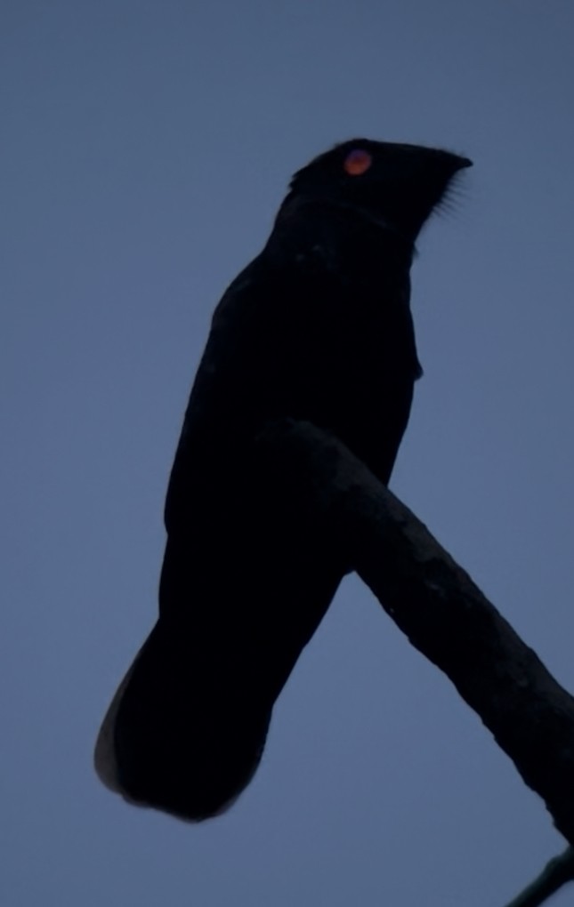 karolinanattravn - ML643962503