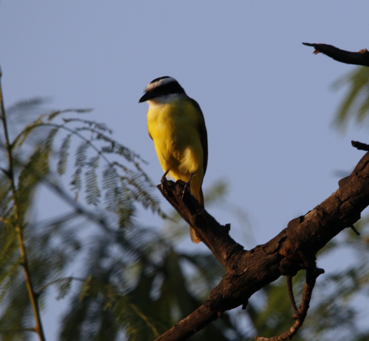 Great Kiskadee - ML643962505