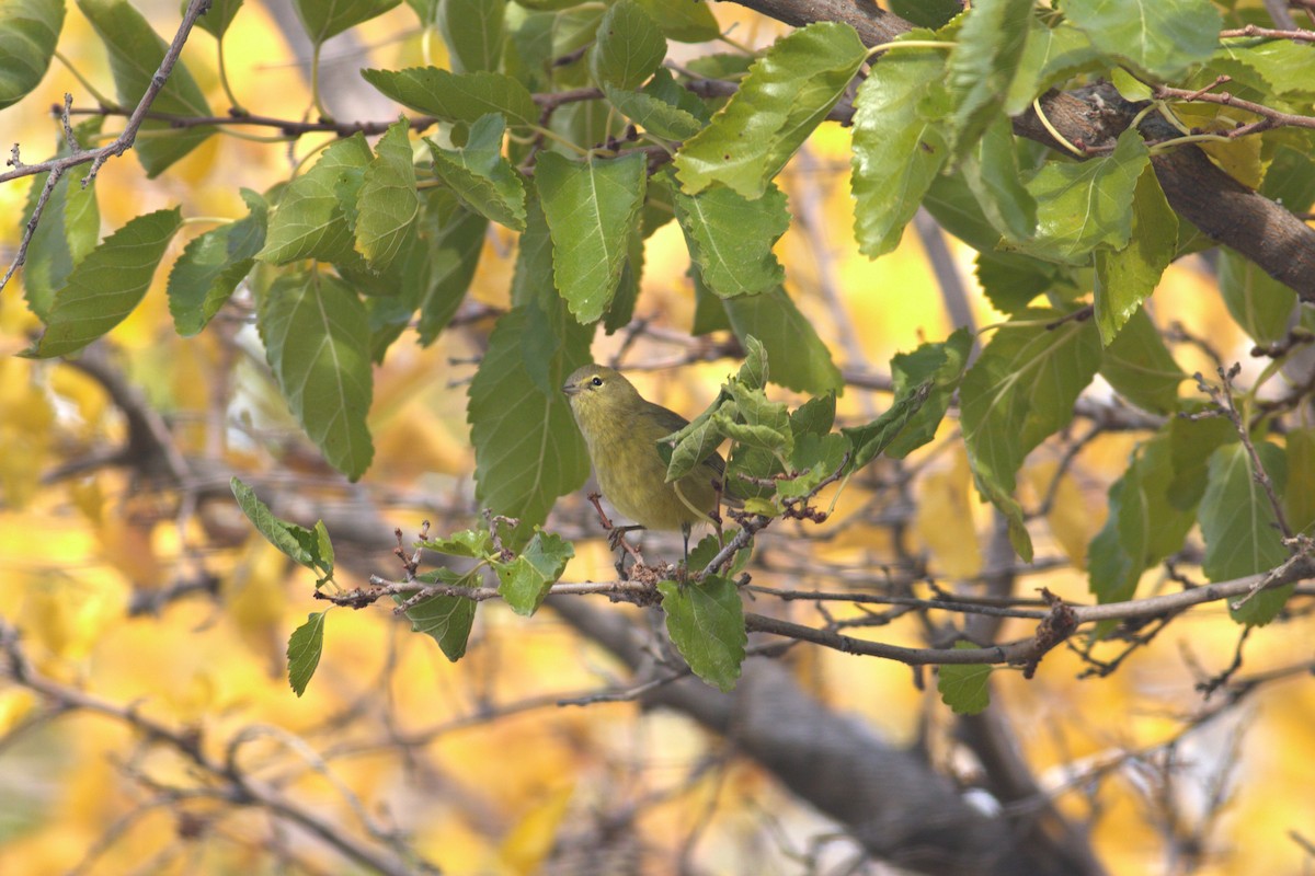 Orange-crowned Warbler - ML643962516