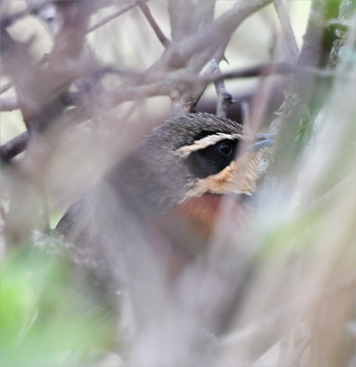 Zeytin Tepeli Hilalgerdan - ML643962517