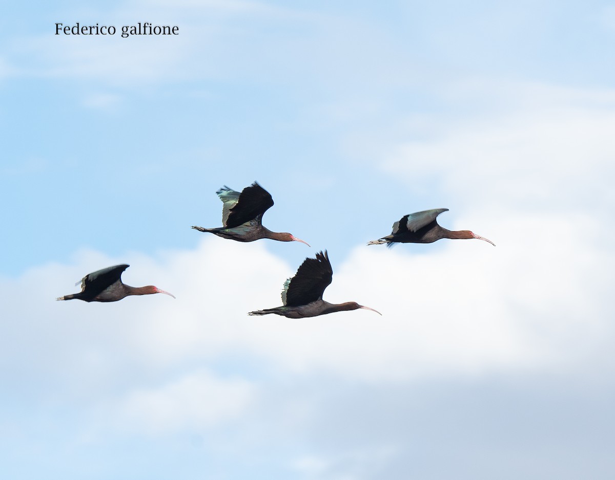 ibis andský - ML643962519