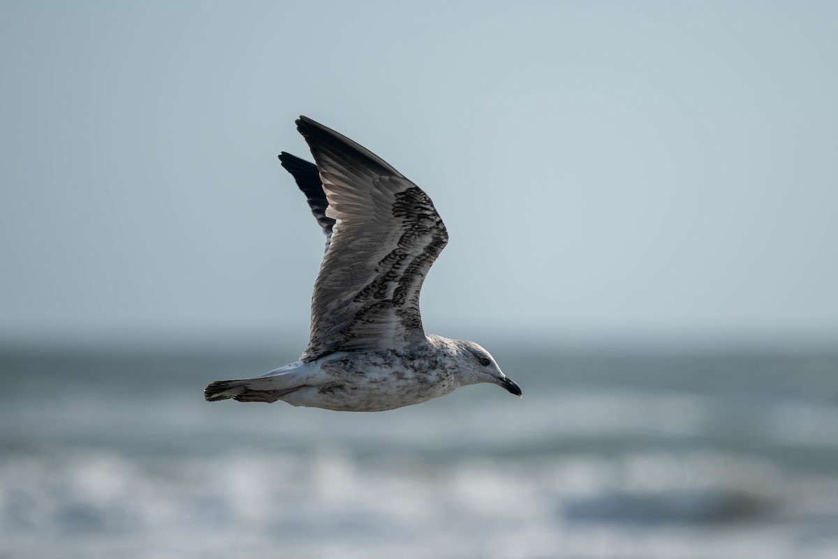 Lesser Black-backed Gull - ML643962537