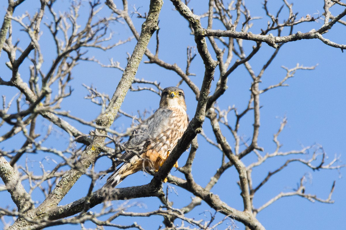 Merlin - ML643962555