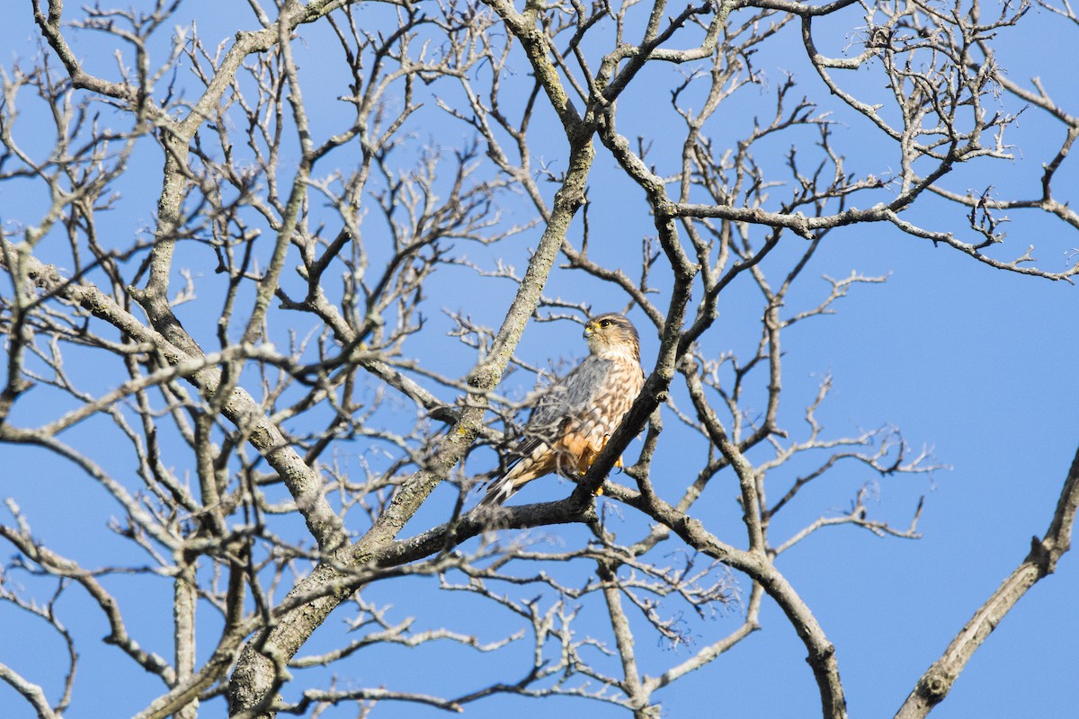 Merlin - ML643962556