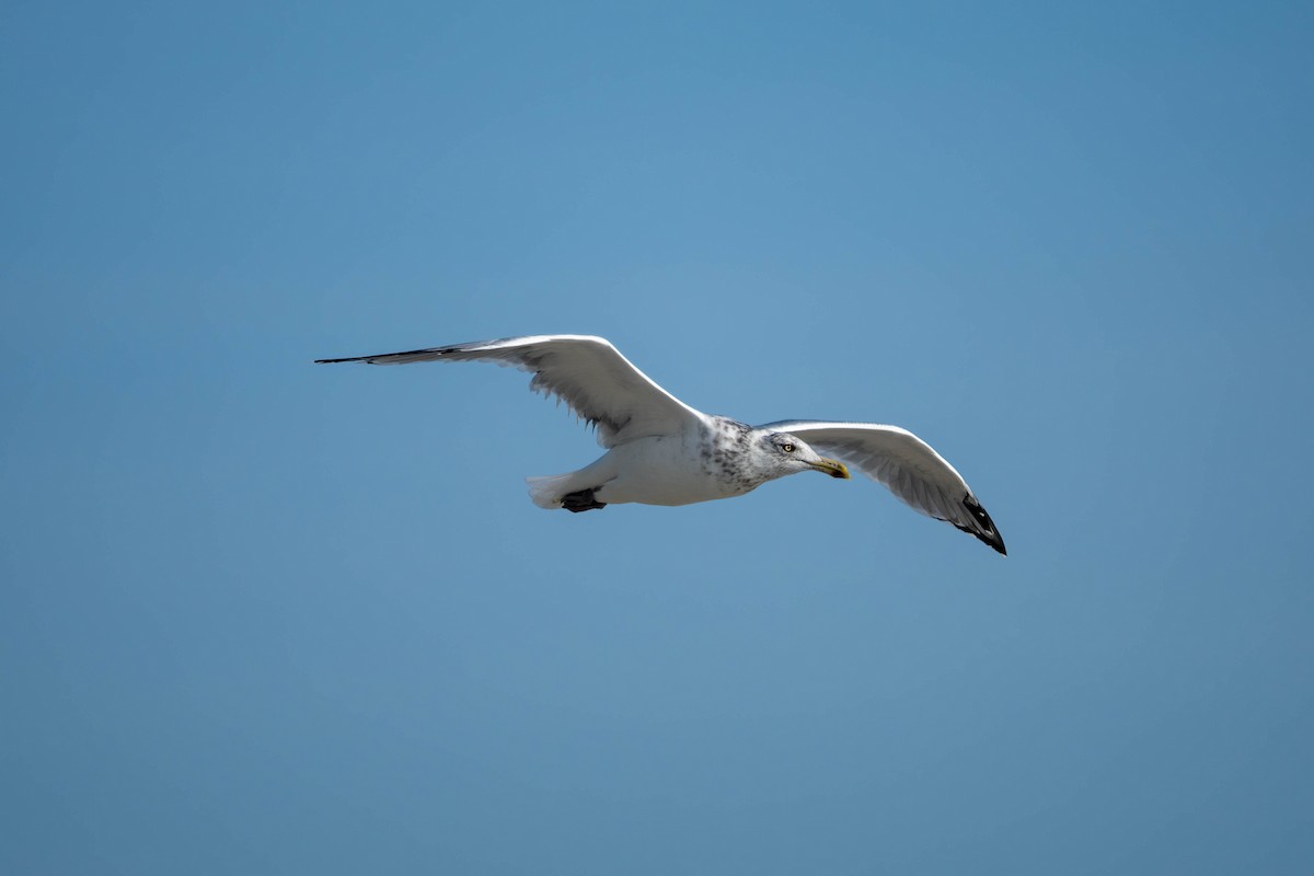 American Herring Gull - ML643962559