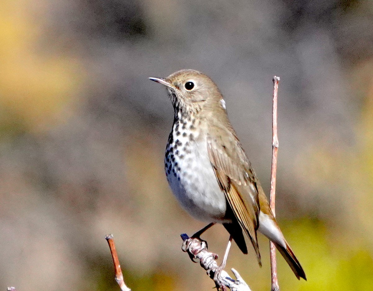 Hermit Thrush - ML643962576