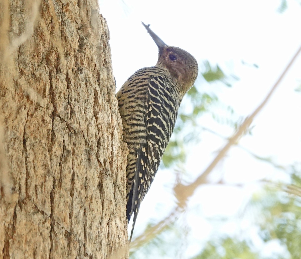 Williamson's Sapsucker - ML643962581
