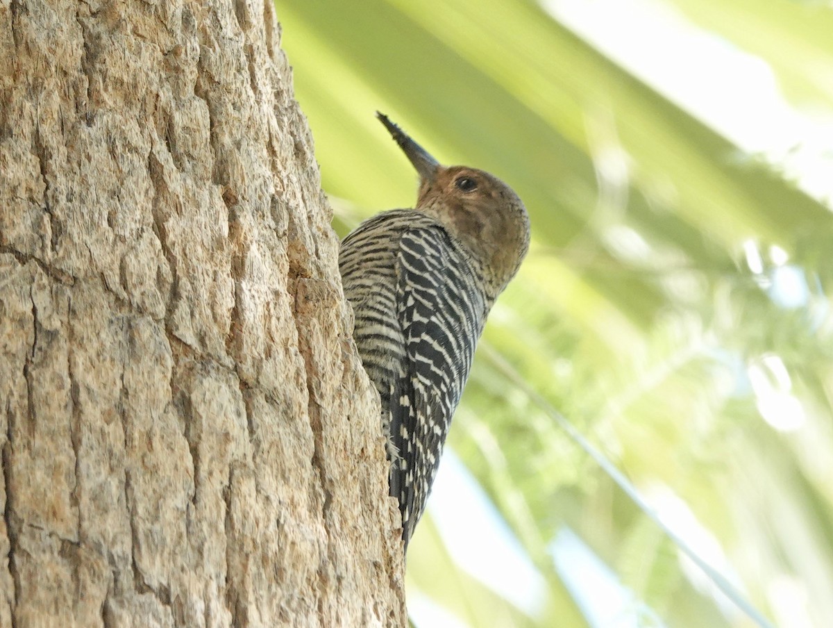 Williamson's Sapsucker - ML643962582