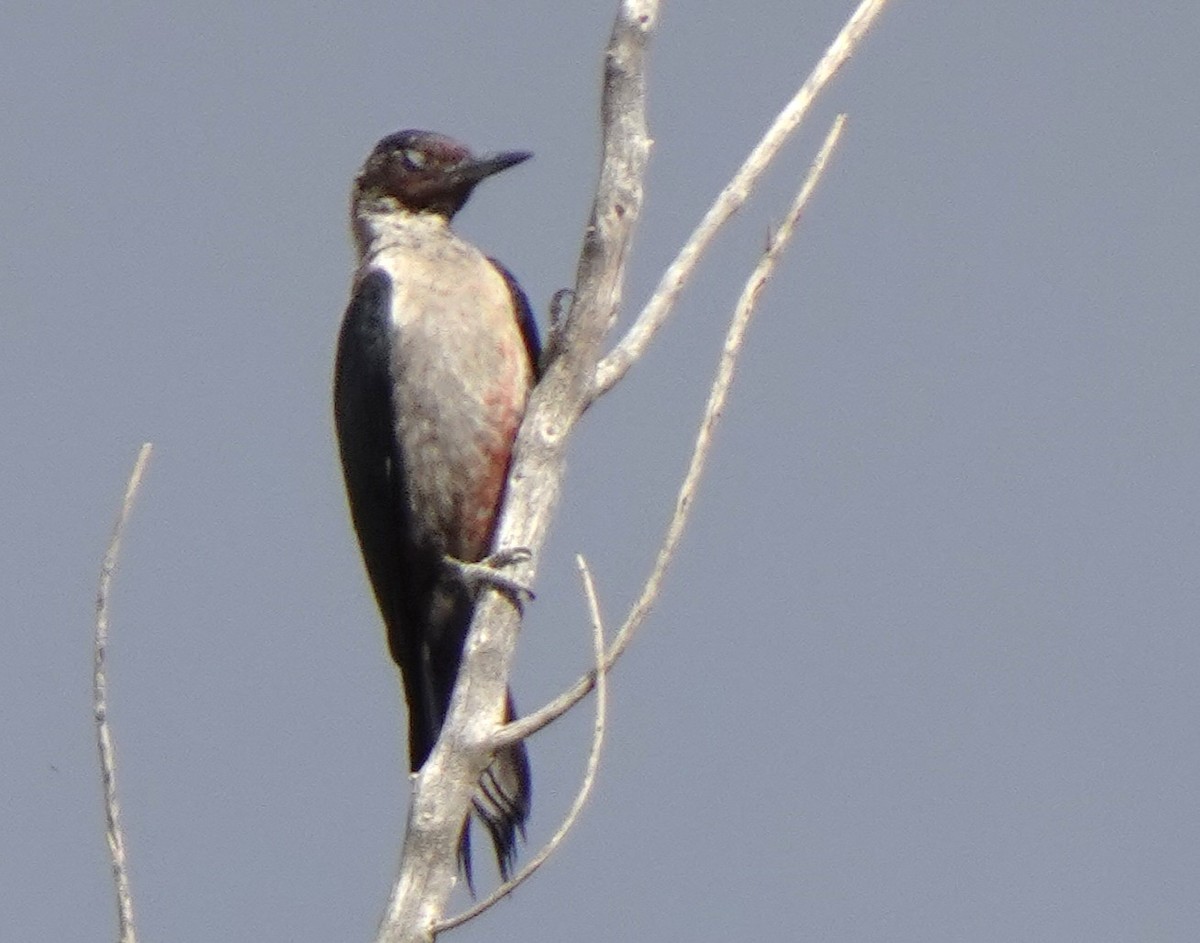 Lewis's Woodpecker - ML643962593