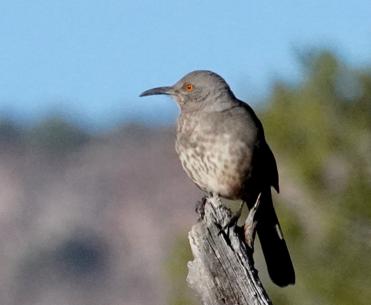 Curve-billed Thrasher - ML643962600