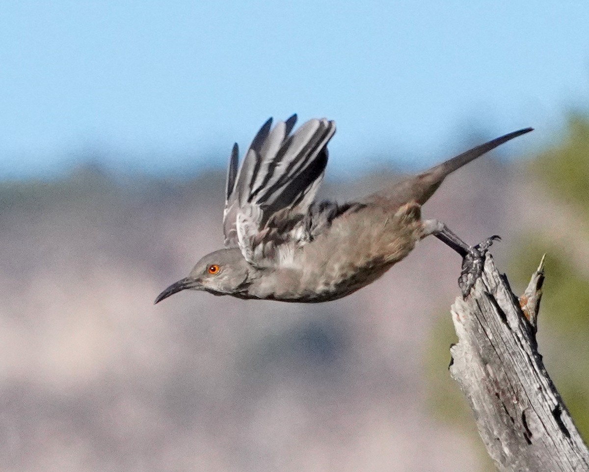 Curve-billed Thrasher - ML643962602