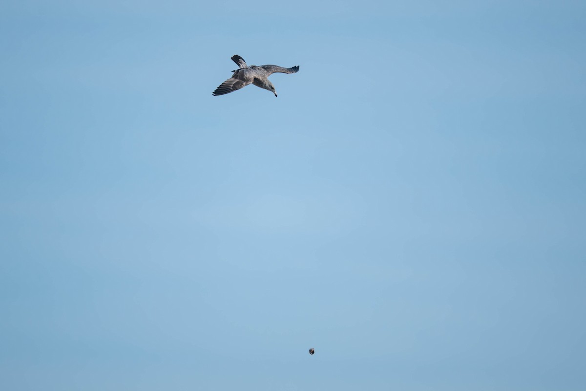 American Herring Gull - ML643962610