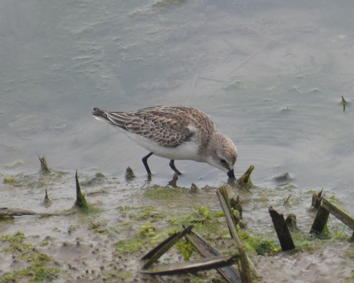 Semipalmated Sandpiper - ML643962616