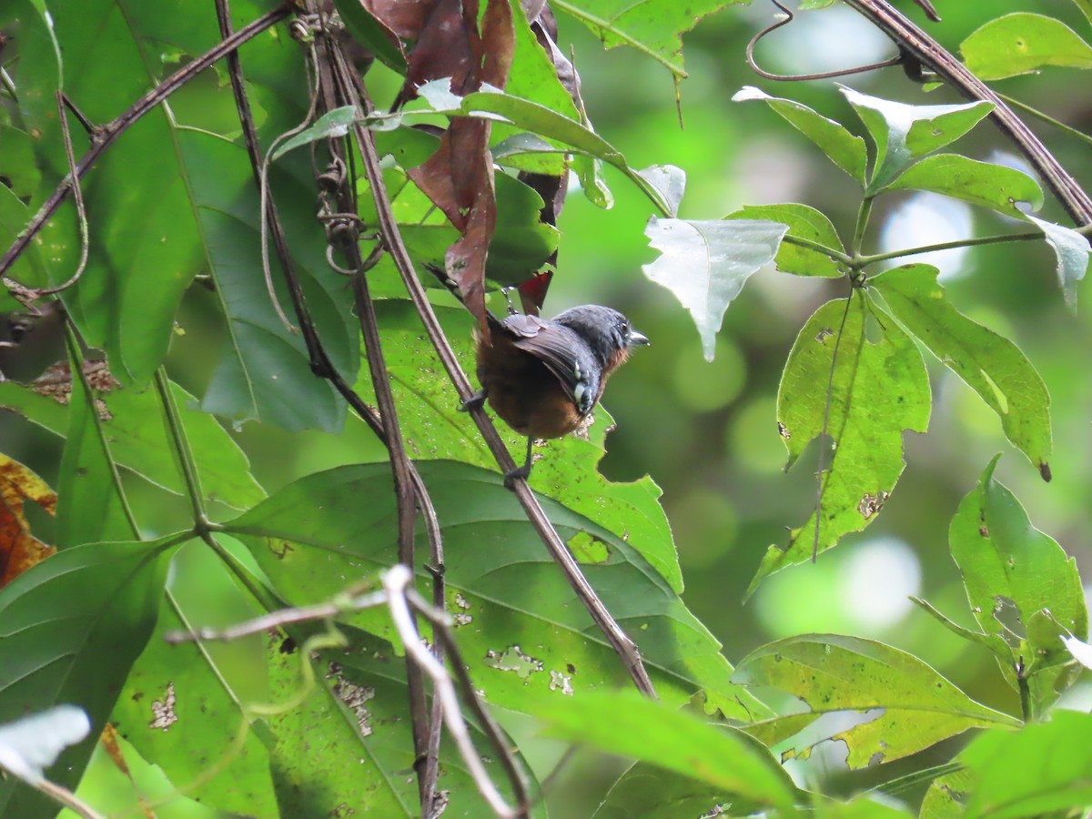 Dot-winged Antwren - ML643962620