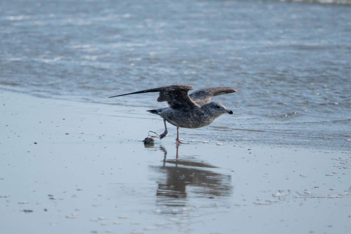 American Herring Gull - ML643962621