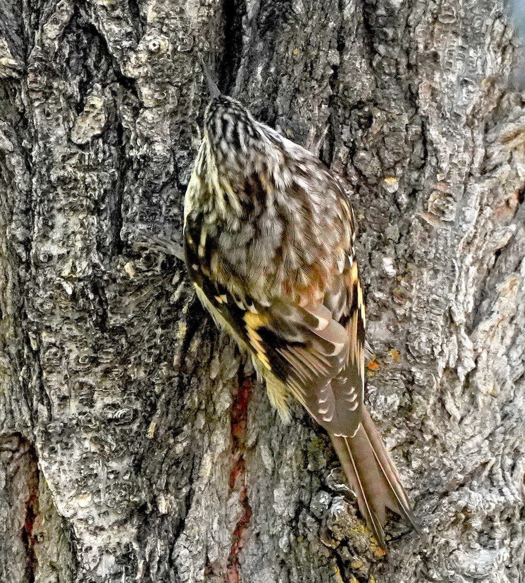 Brown Creeper - ML643962622