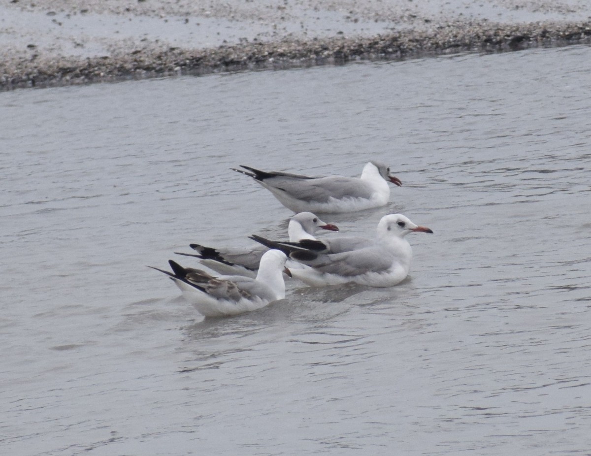 Gray-hooded Gull - ML643962623