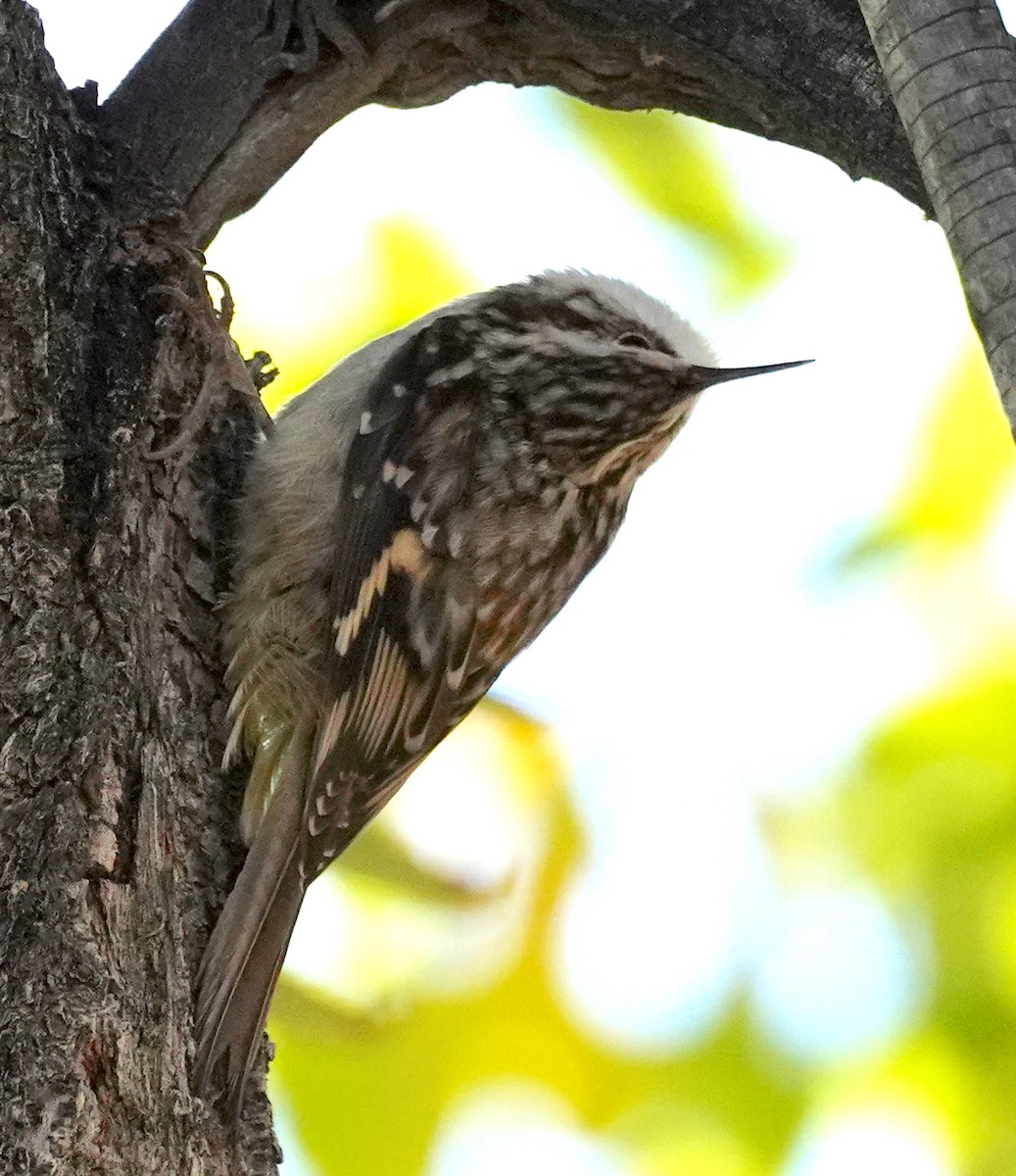 Brown Creeper - ML643962631
