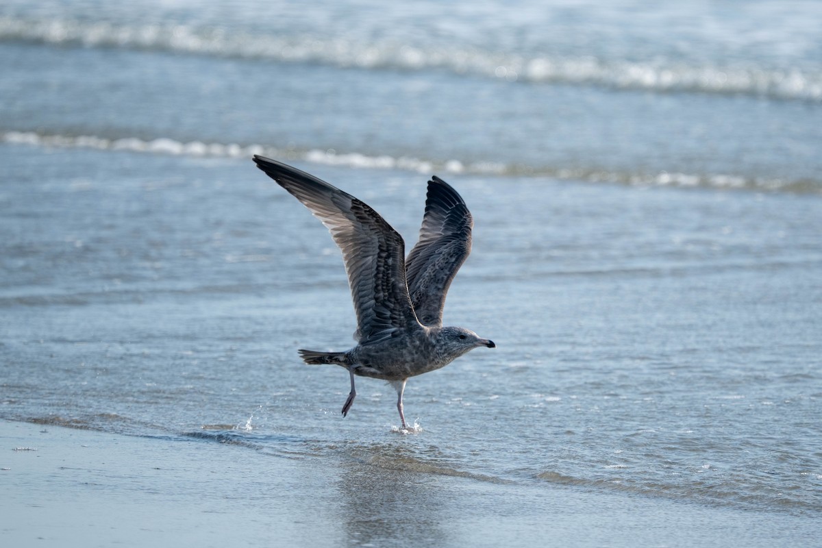 American Herring Gull - ML643962633