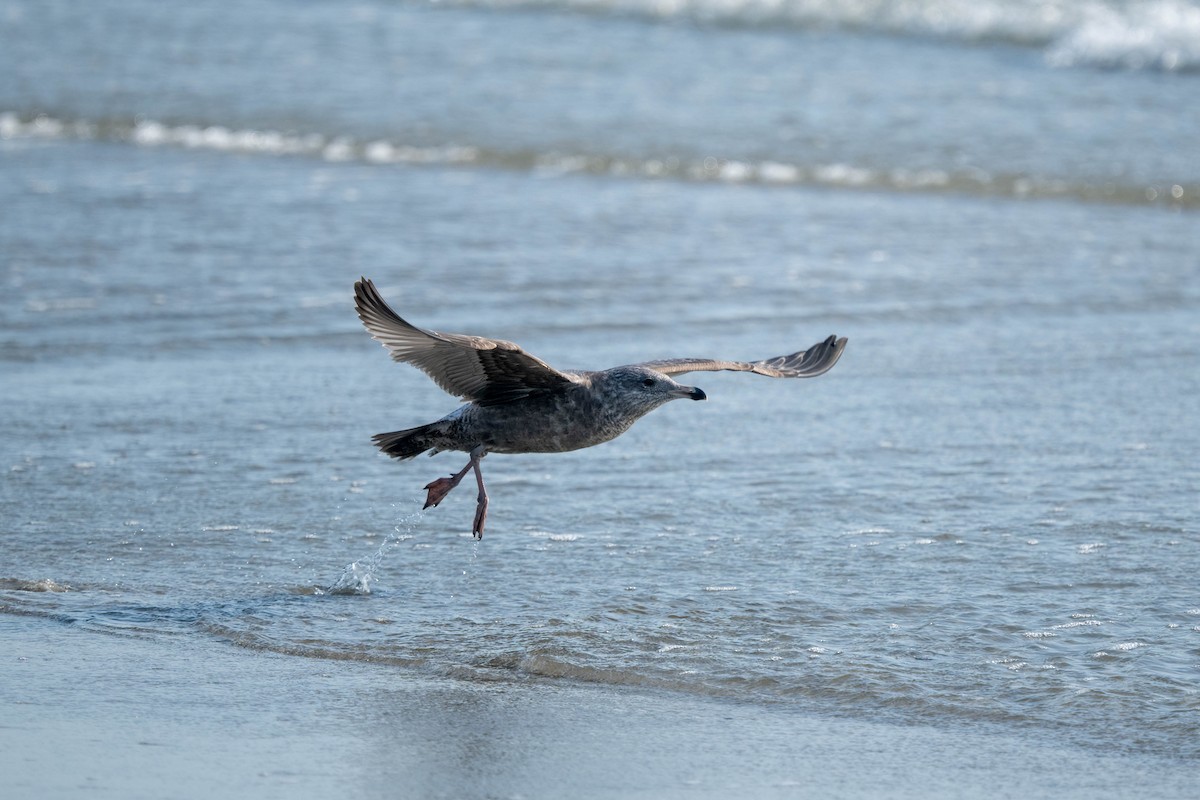 American Herring Gull - ML643962640